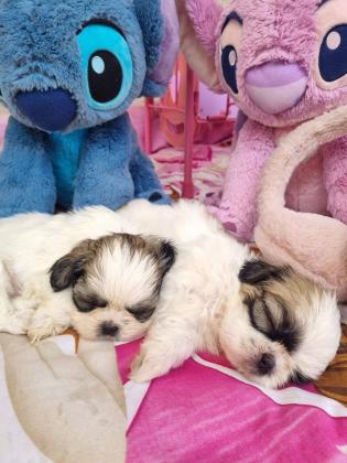 גורי שיצו מעלפים המלטה ביתית