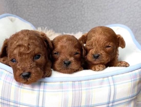 המלטה יפיפיה של פודל טוי