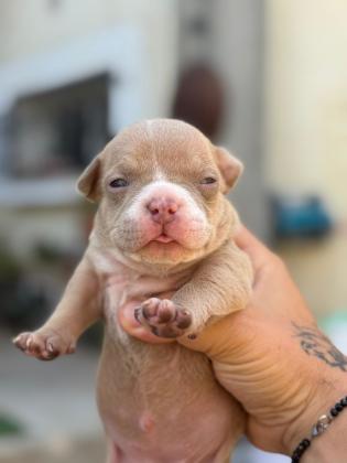 גורי אמריקן בולי פוקט עם