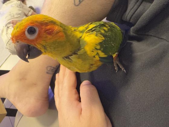 גוזלים קוניור שמש שגדלים עם