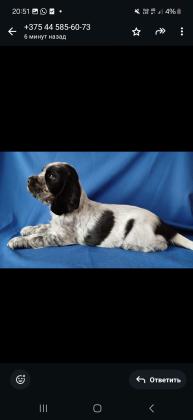 גור מתועד ומתוק