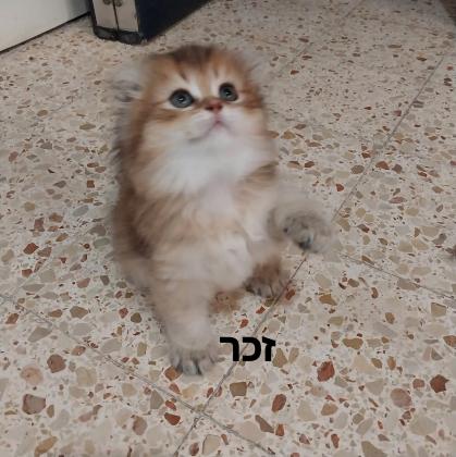 גורים סקוטיים גזעיים מקסימים(לא למסירה)