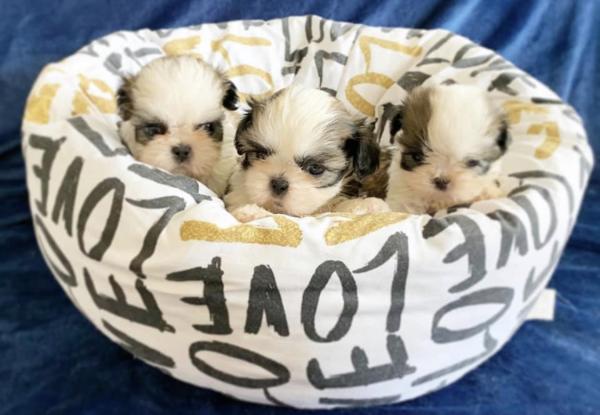 גורי שיצו מעלפים המלטה ביתית