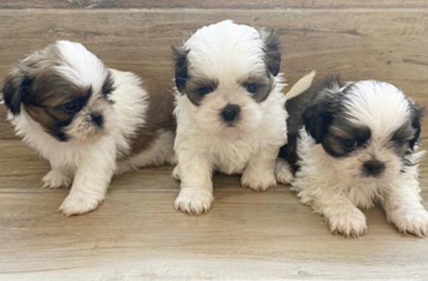 גורי שיצו מעלפים המלטה ביתית