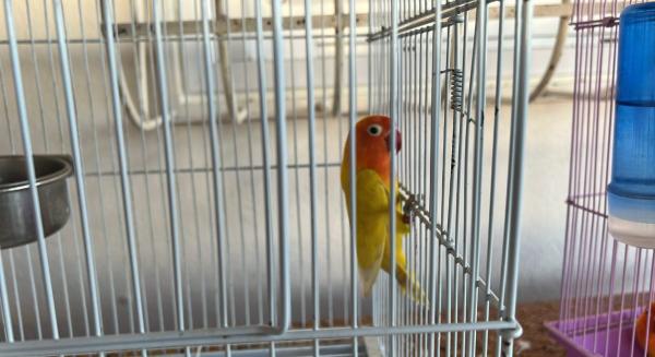 פרסונטה לוטינו נקבה פרא שנת