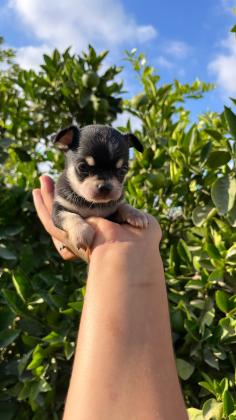 גורי צ׳יוואווה ננסי מושלמים!! ,