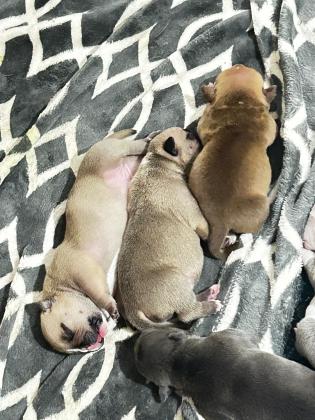 גורי אמריקן בולי פוקט עם