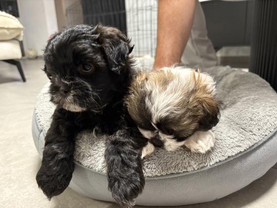 שיפו אמא שיצו אבא פודל