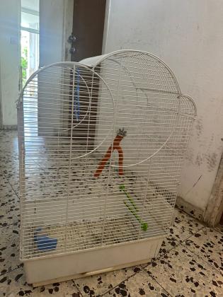 למכירה תוכי אהבה כולל כלוב