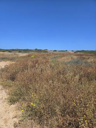 חגוי הסלע 4, עין הים