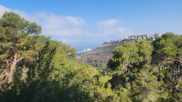 סמטת אהרון, אחוזה