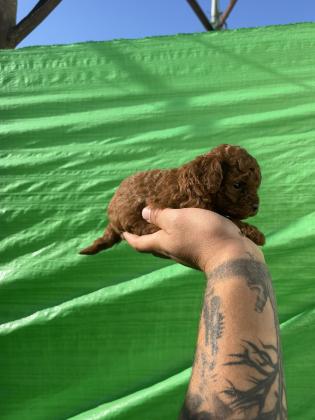 גורי פודל טוי ברמה הכי