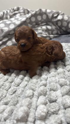 למכירה גורי פודל טוי יפייפים