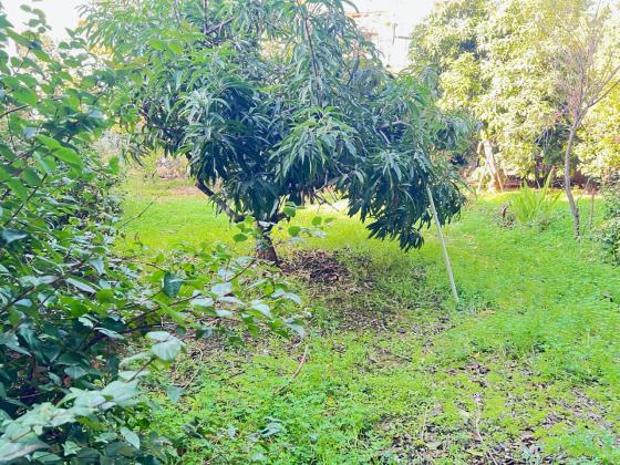 בשכונת פרדס רייספלד