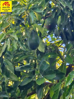 הציונות, גינות סביון