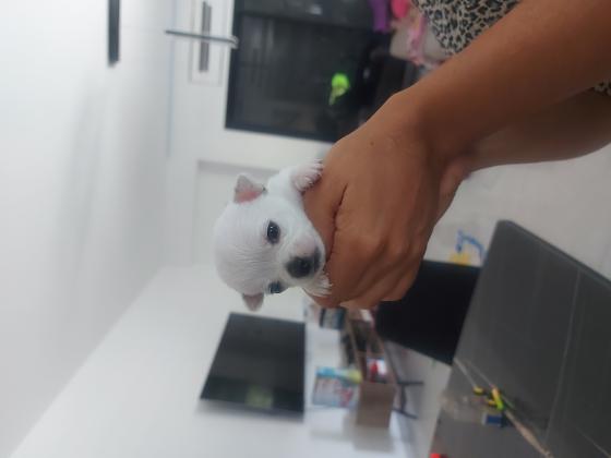 נסיכים אמיתים אצלנו המלטה ביתית