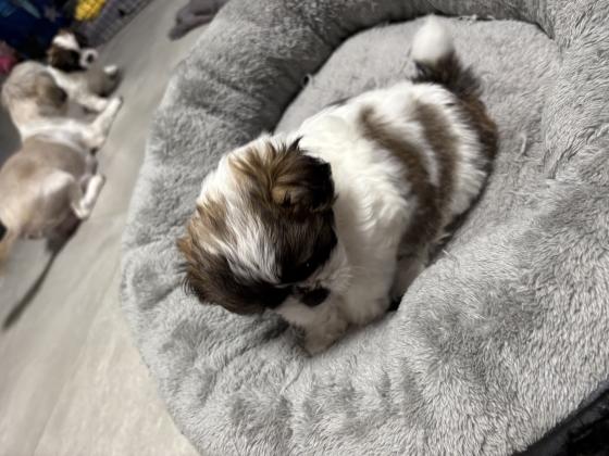 שיפו אמא שיצו אבא פודל