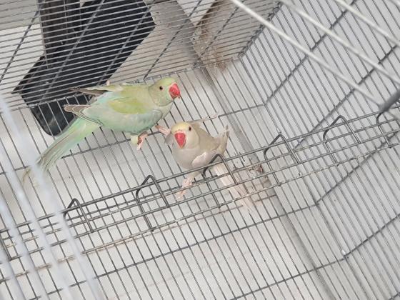 זוגות בוגרים מתרבים וזוגות צעירים