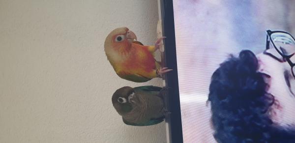 זוג חמודים צעירים האכלת יד