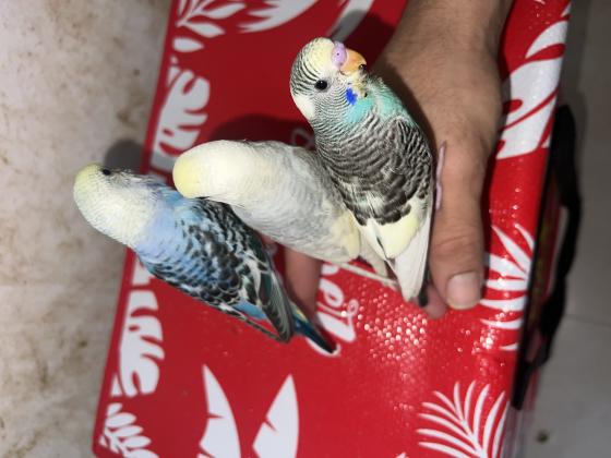 � תוכונים בצבעים שלא רואים