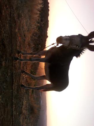 אתון חזקה עם שרירי צוואר