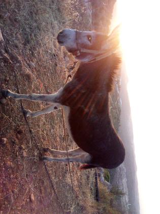אתון חזקה עם שרירי צוואר