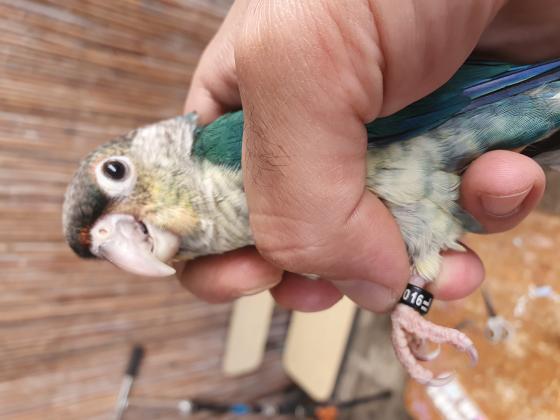 מבחר תוכים מוחתמים ברמה גבוהה