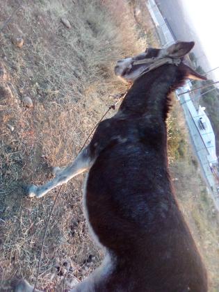 אתון חזקה עם שרירי צוואר