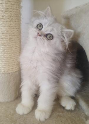 גורים סקוטיש סטרייט מקסימיםמחונכים לעשי...