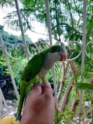 תוכי מסוג קוואקר ,האכלת יד