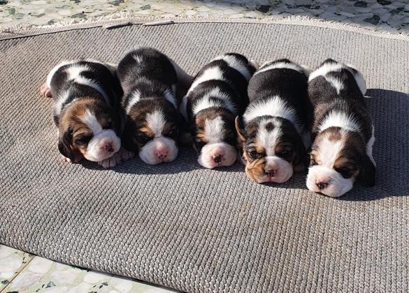 גורי ביגל גזעיים מובחרים ויפיפיים