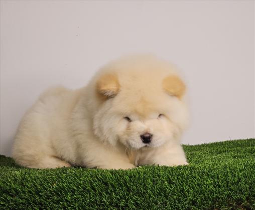 דובוני צאו צאו בצבע לבן מושלמים