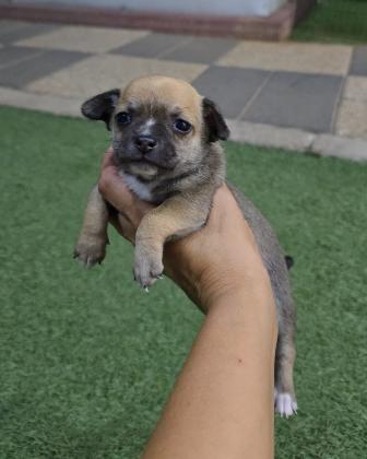 גורי ציוואוואה מתוקים וקטניםשני זכרים