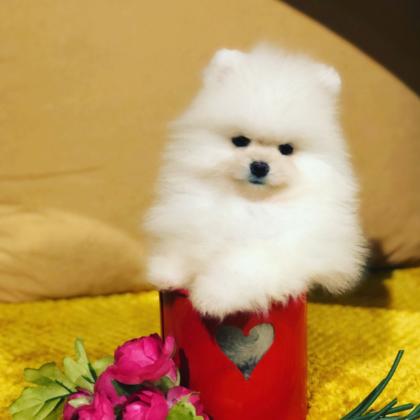 גורי פומרניאן מחפשים בית חדש