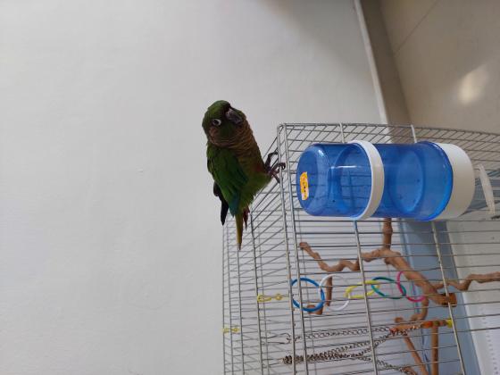 תוכי גרינצ'יק ירוק האכלת יד