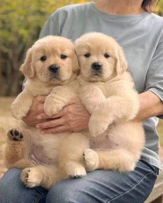 גורי גולדן רטריבר מוכנים לפגוש