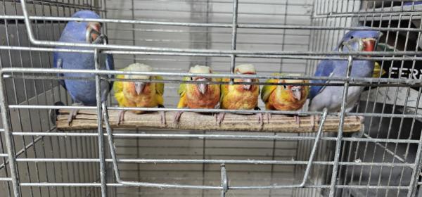 דררות במבחר צבעים ומופעים מתחיל