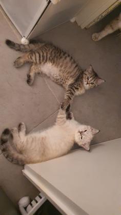 גורה סקוטי מחפשת בית חם