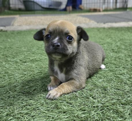 גורי ציוואוואה מתוקים וקטניםשני זכרים