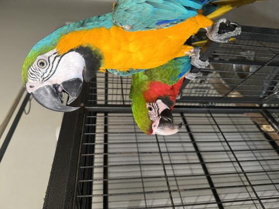 תוכי ארה מהממים