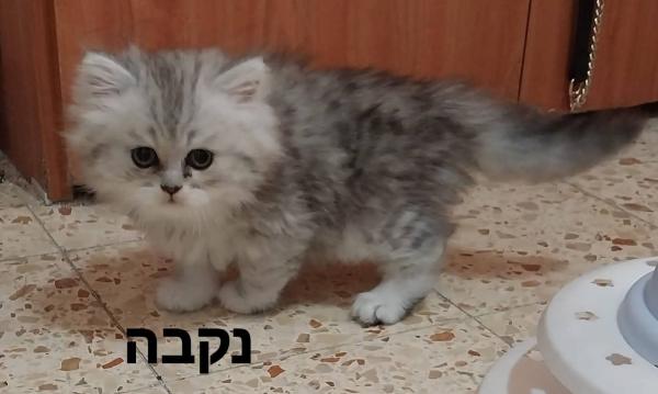 גורים סקוטיים גזעיים מקסימים(לא למסירה)