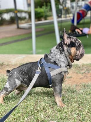 בולדוג צרפתי צבע כחול עיניים