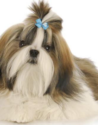 גורי שיצו מעלפים המלטה ביתית