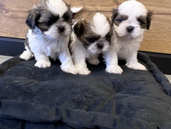 גורי שיצו מעלפים המלטה ביתית