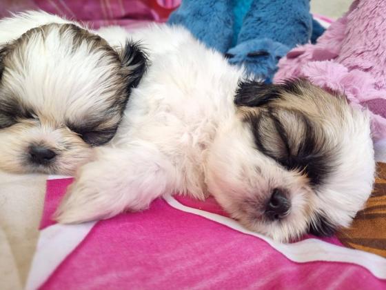 גורי שיצו מעלפים המלטה ביתית