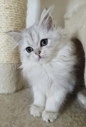 גורים סקוטיש מעלפים ברמותמחפשים בית