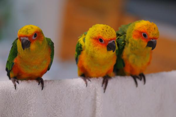 גוזלים גמולים על כופתיות בדוקי