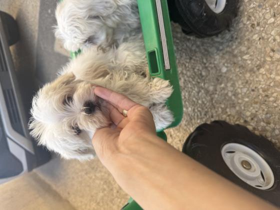 גורי מלטז רמה הכי גבוה