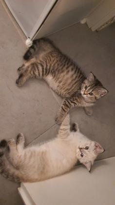 גורה סקוטי מחפשת בית חם