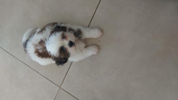 גורי שיצו מדהימים יפייפיים ,